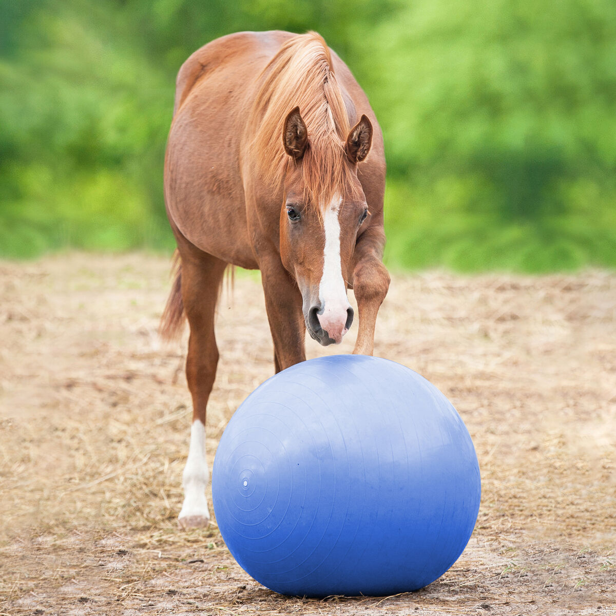 EquiSphere 30-Inch Mega Ball for Horses, Blue
