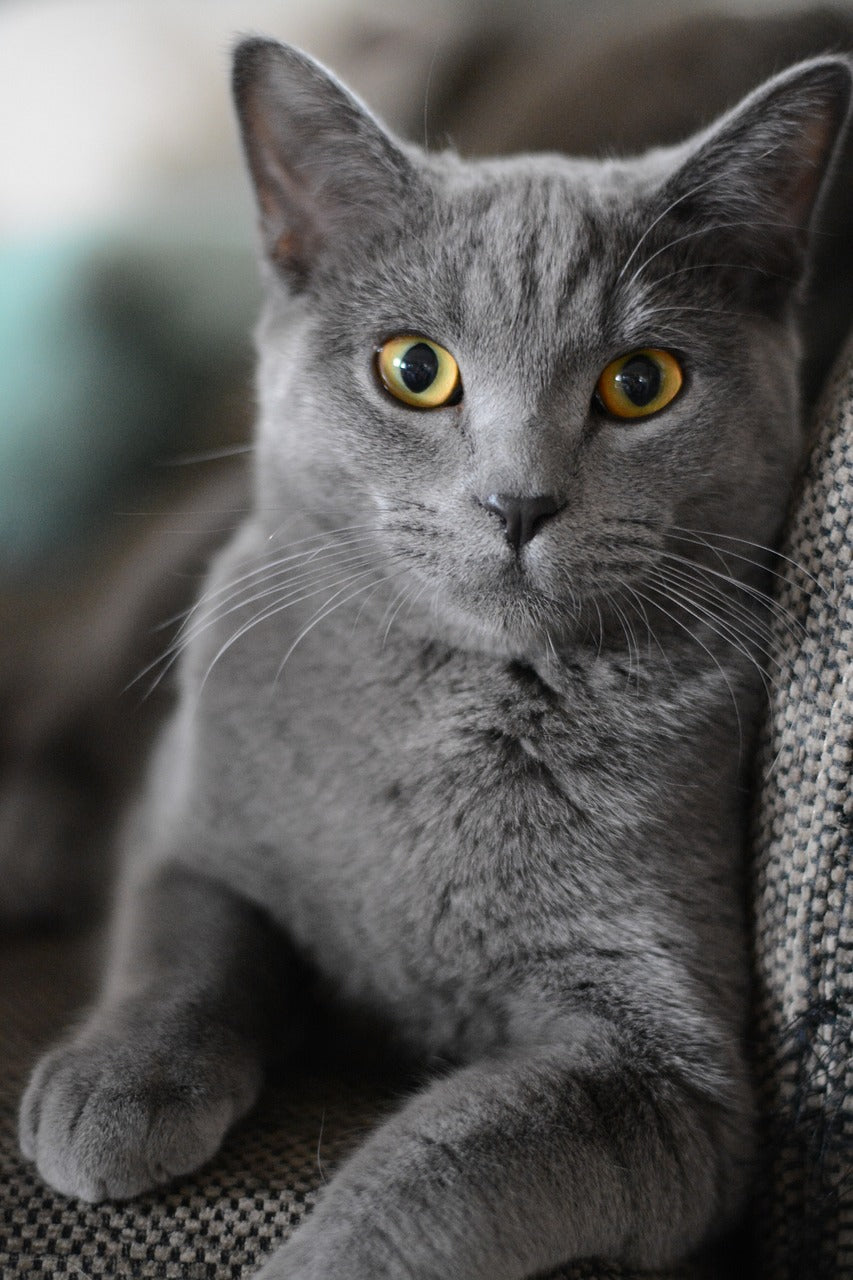 Cats!