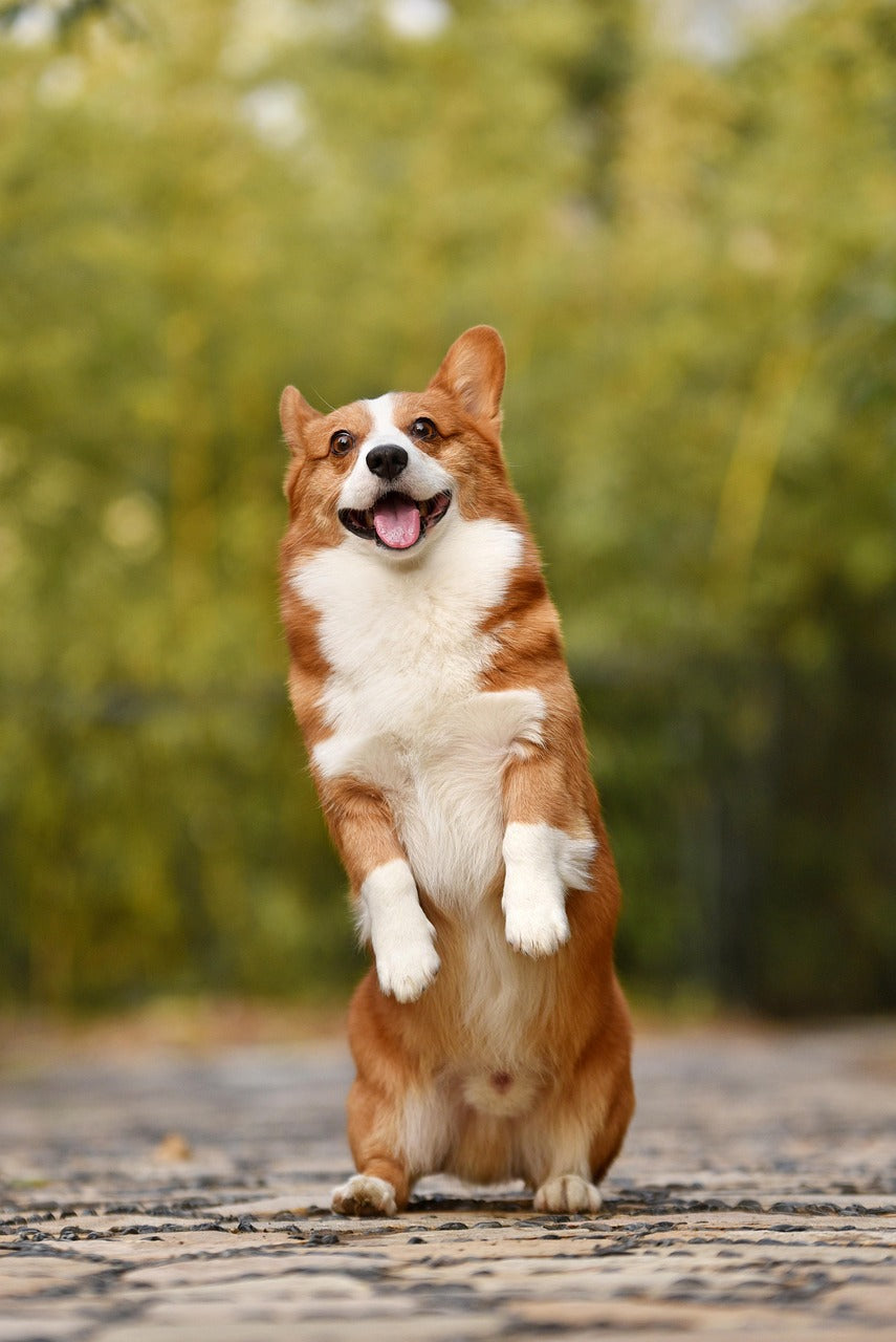 Dogs!