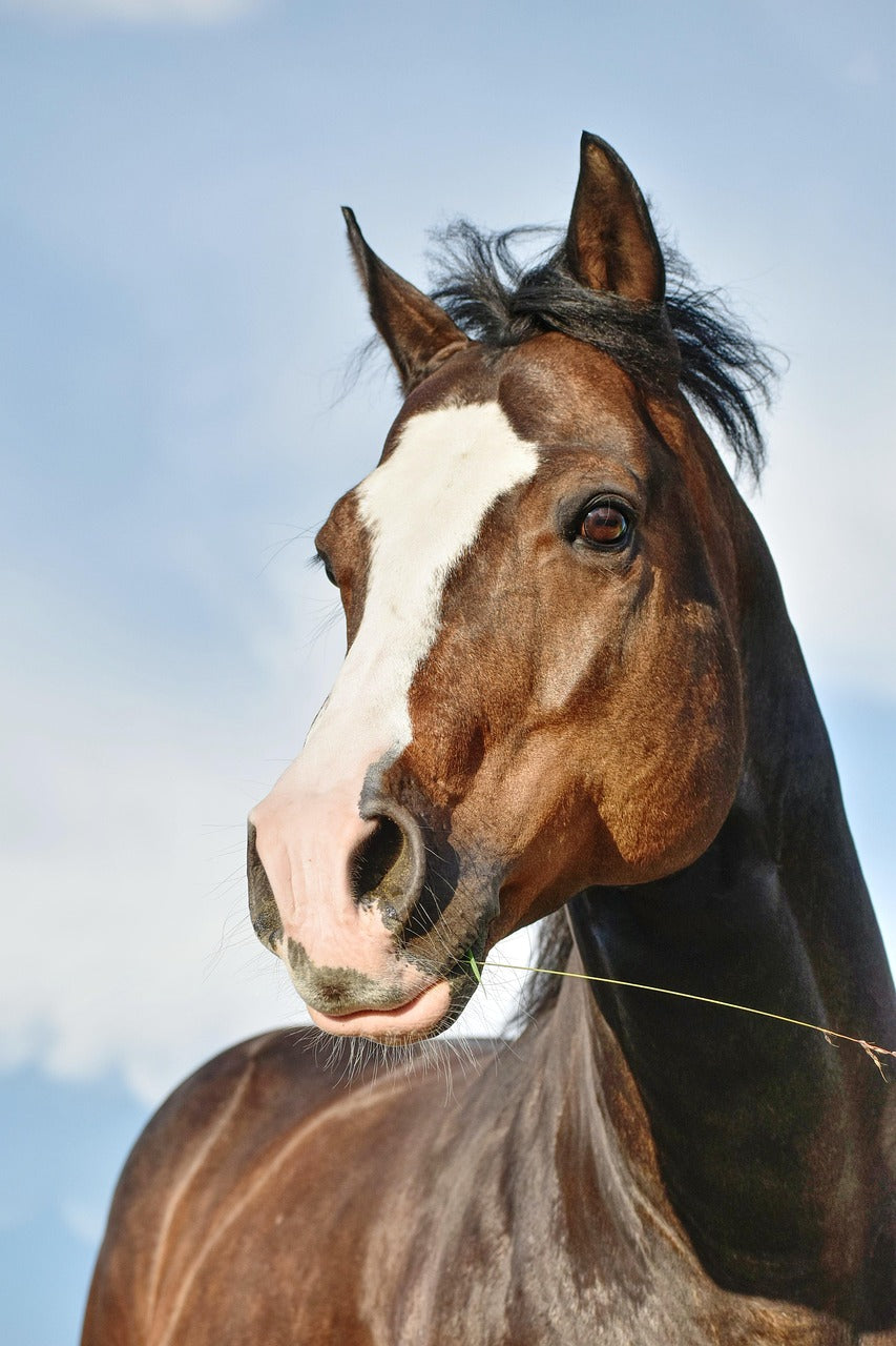 Horses!